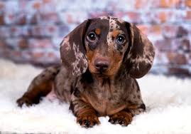 We did not find results for: Red Dapple Dachshund Dog Breed Info Pictures Traits Facts Doggie Designer