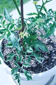 Will vinegar kill bugs on tomato plants? Container Gardening Growing Tomatoes Insightful Nana