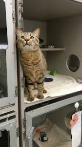Things to do near red rock canyon national conservation area. Cat Boarding Cat Veterinarian In Las Vegas Nv All About Cats Veterinary Hospital