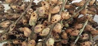 أين تنبت شجرة الزقوم موضوع