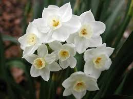 We did not find results for: 3 Easy Flower Bulbs To Grow Indoors Install It Direct