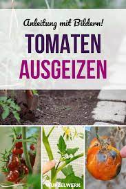 Das ausgeizen von tomaten geht etwa ab juni los, wenn die pflanze voll im wachstum ist. Tomaten Ausgeizen Und Pflegen Schritt Fur Schritt Mit Bildern Wurzelwerk
