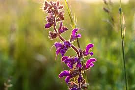 The waffle plant is a beautiful tiny houseplant with colorful foliage having a metallic tone in purple color, which makes it an excellent addition to your home or office desk. 62 Types Of Purple Flowers With Pictures Flower Glossary