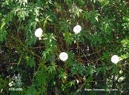 Image result for Merremia verecunda