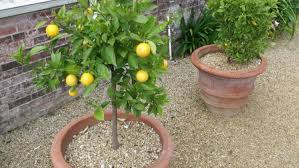 These trees are infected with insects in different regions and have a very prutent smell to them. How To Grow A Lemon Tree In Arizona