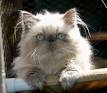 New Jersey Himalayan Kittens for sale - KaristaKats