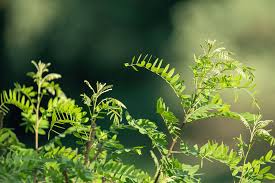 Image result for Indigofera subulata