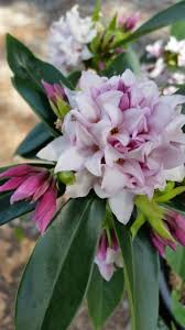 Image result for Synandrodaphne