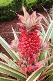 Growing Pineapple Plants Indoors Ananas Comosus Pineapple Planting Banana Plants Grow Pineapple Plant