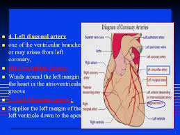 So as a final step we divide by 2, for the final formula: Blood Supply Of The Heart Dr Jamila El