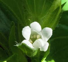 Image result for Asystasia mysorensis