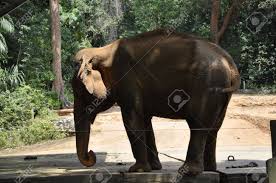 More than 1200 animals of 215 species can be found at the melaka zoo. A Wild Elephant That Has Been Placed At The Zoo Melaka Malaysia Elephant Is Housed In A Fenced Enclosure With A Ditch Filled With Water Stock Photo Picture And Royalty Free Image