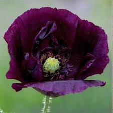 Image result for Papaver somniferum Black