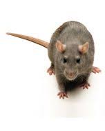 Rodent activity is increasing in some after natural disasters like hurricanes, communities often experience a decline in rodent integrated pest management: Lantra Rodent Control On Farms Online Rodenticide Course Online Rat Bait Course Rodent Control Course