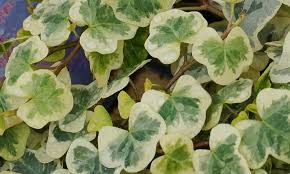 アイビー ヘデラ の花言葉 種類や風水 花が咲く時期は Horti ホルティ By Greensnap