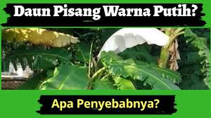 Bersiap menjadi pengantin pria paling bahagia dengan beskap berwarna coklat tua ini. Explore Vlog Mamah Ranggi Daun Pisang Warna Putih Wattpad