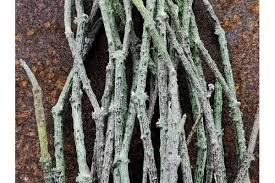 Image result for Cynanchum gerrardii