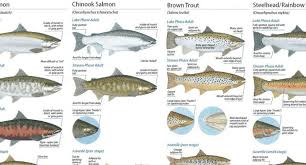 use these charts to confidently id trout salmon species