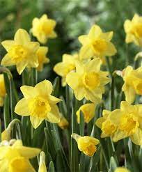 Narcissus Little Gem Miniature Trumpet Daffodils Narcissi Fall 2015 Flower Bulbs Bulbos De Flor Ramo De Narcisos Flores Bonitas