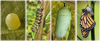 Monarch Butterfly