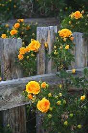 Pin By Sunny Miller O Connor On My Fantasy Backyard Yellow Climbing Rose Yellow Roses Plants
