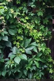 Image result for Parthenocissus quinquefolia