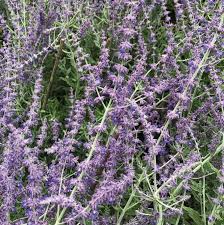 Image result for perovskia atriplicifolia 'little spire'
