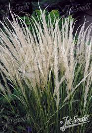 Image result for Styppeiochloa
