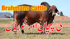 Maybe you would like to learn more about one of these? Brahman Cattle Physical Characteristics Brahma Cow Ki Pehchan Aur Khobian Brahman Breed Bull Youtube