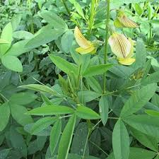 Image result for Crotalaria brevidens