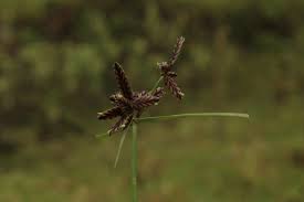Image result for Cyperus rigidifolius
