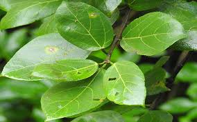 Image result for Ficus exasperata