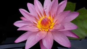 Image result for Nymphaea heudelotii