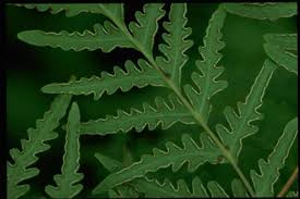 Image result for Histiopteris