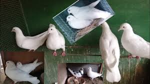 عندما تصل القطة إلى سن 6 أشهر تظهر عليها أول علامات التزاوج في القطط. ØªØ²Ø§ÙˆØ¬ Ø§Ù„Ø­Ù…Ø§Ù… ÙÙŠ Ø¯Ù‚Ø§Ø¦Ù‚ ØªØ±Ø¨ÙŠØ© Ø§Ù„Ø­Ù…Ø§Ù… Ù„Ù„Ù…Ø¨ØªØ¯Ø¦ÙŠÙ† Youtube