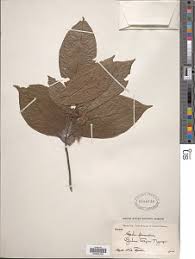 Image result for Clappertonia polyandra