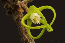 Image result for Cynanchum praecox