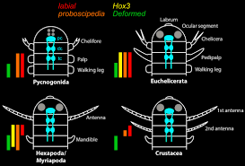 نتیجه جستجوی لغت [appendages] در گوگل