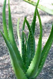 Image result for Aloe bukobana