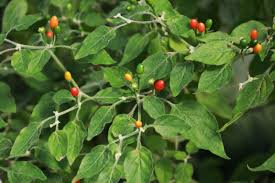 Image result for Capsicum baccatum