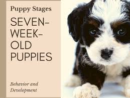 When do puppies start walking. Puppy Stages Seven Week Old Puppy Behavior And Development Pethelpful