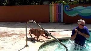 We did not find results for: The Battle To Get A Dog Into A Pool And Break Her Fear Of Water With The Miami Dog Whisper Youtube