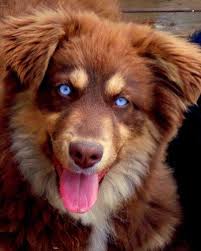 Black And White Aussie Blue Eyes Australian Shepherd Red Tri Bet Blue Eyed Tri Aussie Dogs Australian Shepherd Puppies