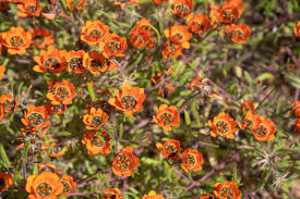 Image result for Chenolea diffusa