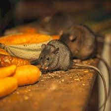 But if your pest control has gotten out of control, we have tons of great advice for however, there are some ways to get rid of rodents without resorting to rat interior treatments work well inside the home, because they attack the ants in, on. How To Get Rid Of Rats Updated For 2021