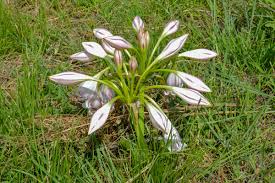 Image result for Crinum jasonii