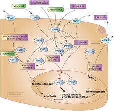 Image result for Etoposide