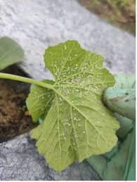 Image result for whitefly in cucumber