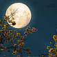 Full Moon Meditation Satsang event in Paramaribo