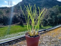 Image result for Albuca